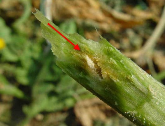 Causes i mètodes de tractament de la placa negra a les fulles de cogombre en un hivernacle