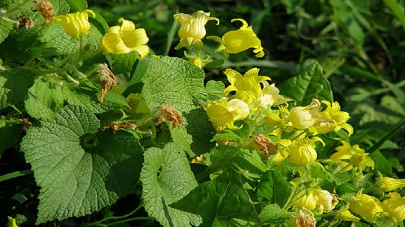 Čo sú červené uhorky (Tladiantha pochybné), prečo sú dobré a čo s nimi robiť