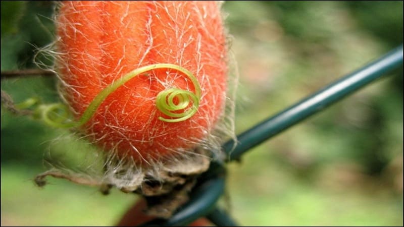 Čo sú červené uhorky (Tladiantha pochybné), prečo sú dobré a čo s nimi robiť