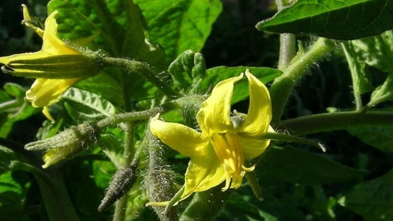 Basic rules for processing tomatoes with boric acid: prepare the solution and spray it, avoiding mistakes