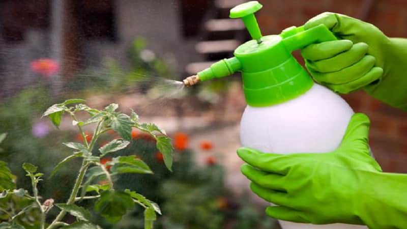 Grundregeln für die Verarbeitung von Tomaten mit Borsäure: Bereiten Sie die Lösung vor und sprühen Sie sie ein, um Fehler zu vermeiden