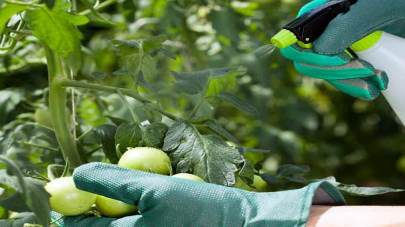 Grundregeln für die Verarbeitung von Tomaten mit Borsäure: Bereiten Sie die Lösung vor und sprühen Sie sie ein, um Fehler zu vermeiden