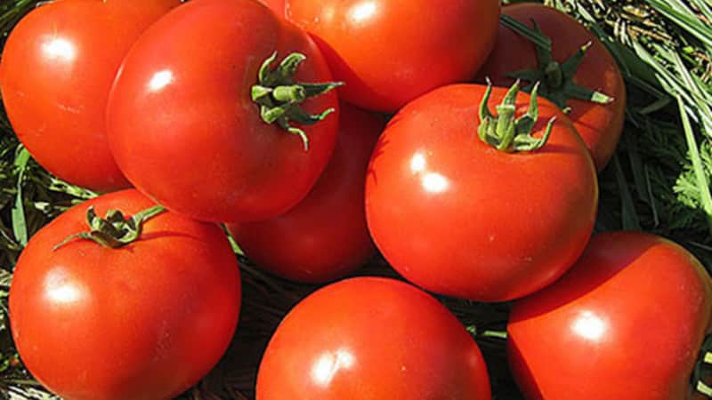 Un ibrido persistente degli allevatori giapponesi - pomodoro Michel f1: lo coltiviamo noi stessi senza problemi