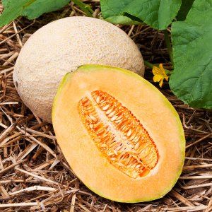 Methods for preparing dried melon at home