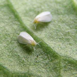 Paano sirain ang mga whiteflies sa mga kamatis: napatunayang pamamaraan at paraan ng pag-iwas