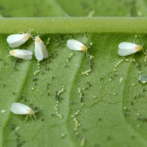 Paano sirain ang mga whiteflies sa mga kamatis: napatunayang pamamaraan at paraan ng pag-iwas