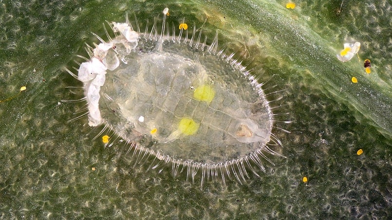 So zerstören Sie Weiße Fliegen auf Tomaten: bewährte Methoden und Methoden zur Vorbeugung