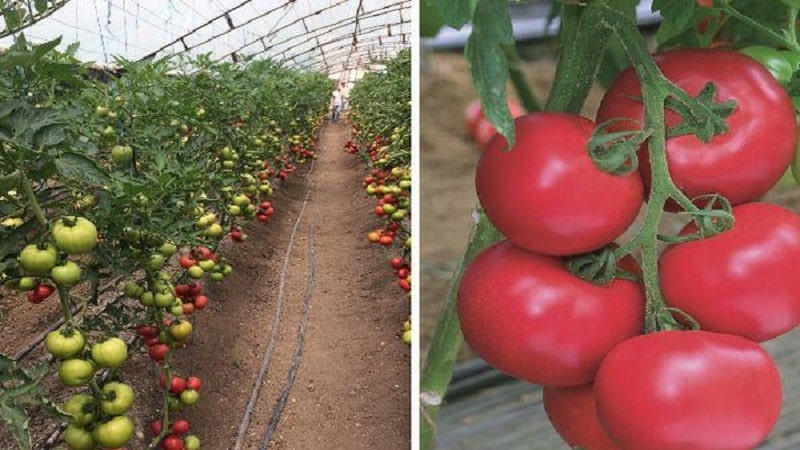 Hybrid producerad av japanska uppfödare - Rosa intryckstomat och nyanserna i dess odling