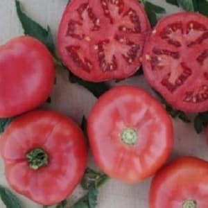 Ibrido prodotto da allevatori giapponesi - Pomodoro dall'impressione rosa e le sfumature della sua coltivazione