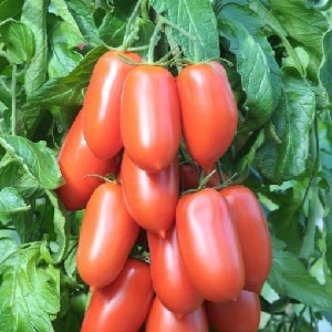 Rendimiento alto y duradero con el cuidado adecuado: el tomate Khokhloma y los secretos de su cultivo