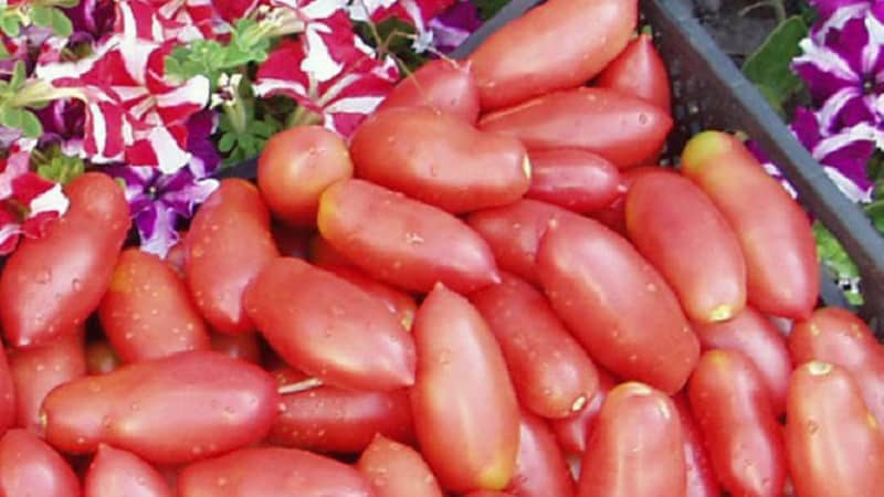 Rendimiento alto y duradero con el cuidado adecuado: el tomate Khokhloma y los secretos de su cultivo