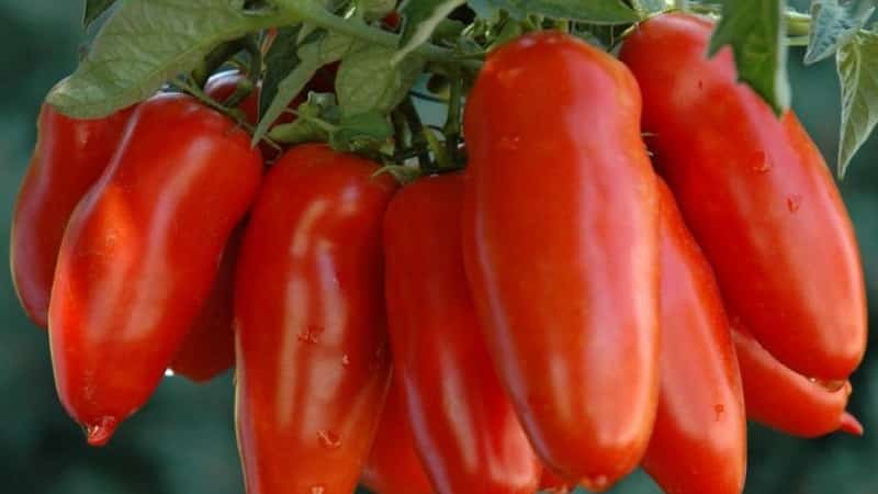 Rendimiento alto y duradero con el cuidado adecuado: el tomate Khokhloma y los secretos de su cultivo