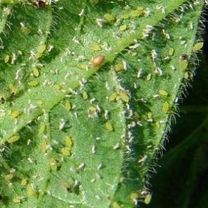 Paano labanan ang mga aphids sa mga pipino sa isang greenhouse: epektibong pamamaraan at mga hakbang sa pag-iwas