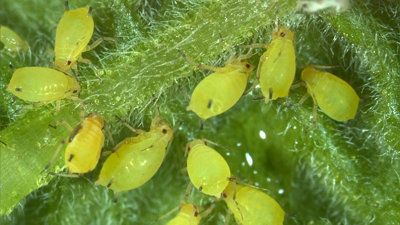 Bagaimana untuk melawan aphids pada timun di rumah hijau: kaedah yang berkesan dan langkah pencegahan