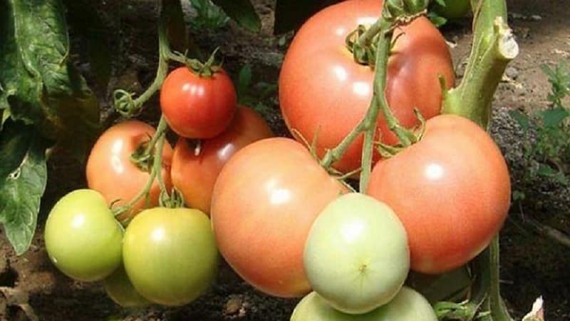 What is so good about the Beef pink brandy f1 tomato and why summer residents love it so much: an overview of the variety and the secrets of its cultivation