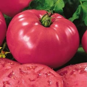 Apa yang sangat baik tentang tomato f1 brendi merah jambu daging lembu dan mengapa penduduk musim panas sangat menyukainya: gambaran keseluruhan varieti dan rahsia penanamannya