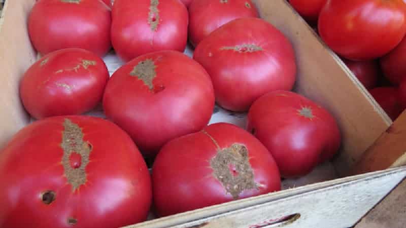 Apa yang sangat baik tentang tomato f1 brendi merah jambu daging lembu dan mengapa penduduk musim panas sangat menyukainya: gambaran keseluruhan varieti dan rahsia penanamannya