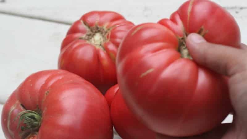 Apa yang sangat baik tentang tomato f1 brendi merah jambu daging lembu dan mengapa penduduk musim panas sangat menyukainya: gambaran keseluruhan varieti dan rahsia penanamannya