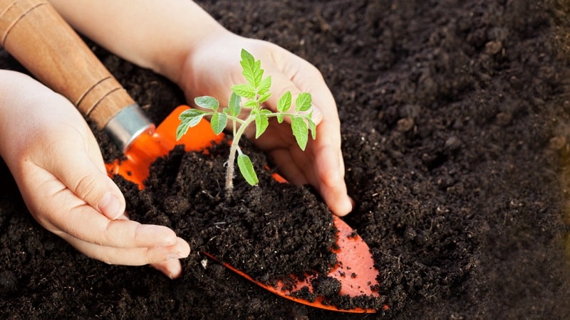 Cà chua F1 màu hồng thịt bò có gì hay và tại sao cư dân mùa hè lại yêu thích nó đến vậy: tổng quan về giống và bí quyết trồng trọt của nó