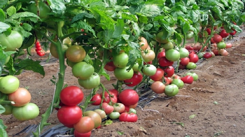 Kāpēc agri nobriestošais holandiešu hibrīds Pink Gel ir tik labs?