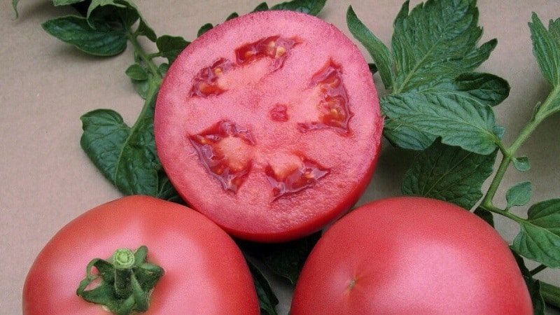 Perché l'ibrido olandese Pink Gel a maturazione precoce è così buono?