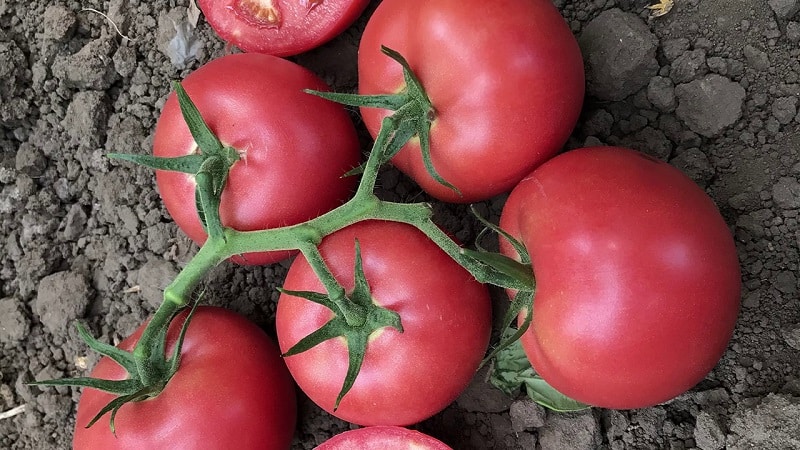 Kāpēc agri nobriestošais holandiešu hibrīds Pink Gel ir tik labs?