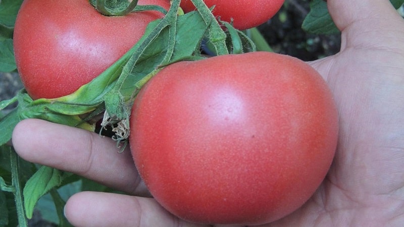 Why is the early maturing Dutch hybrid Pink Gel so good?