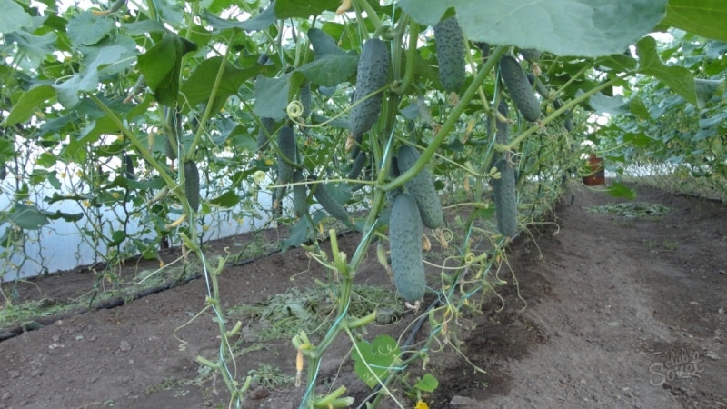 How to increase the yield of cucumbers in open ground using simple but very effective methods