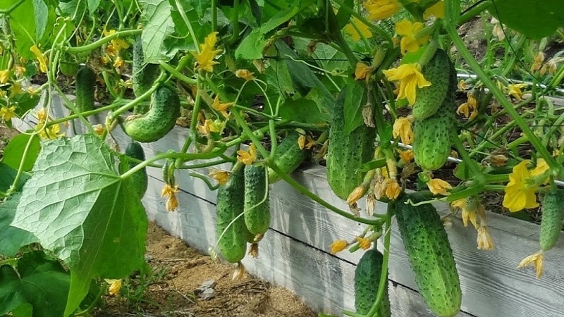 How to increase the yield of cucumbers in open ground using simple but very effective methods