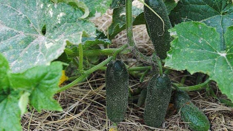 How to increase the yield of cucumbers in open ground using simple but very effective methods