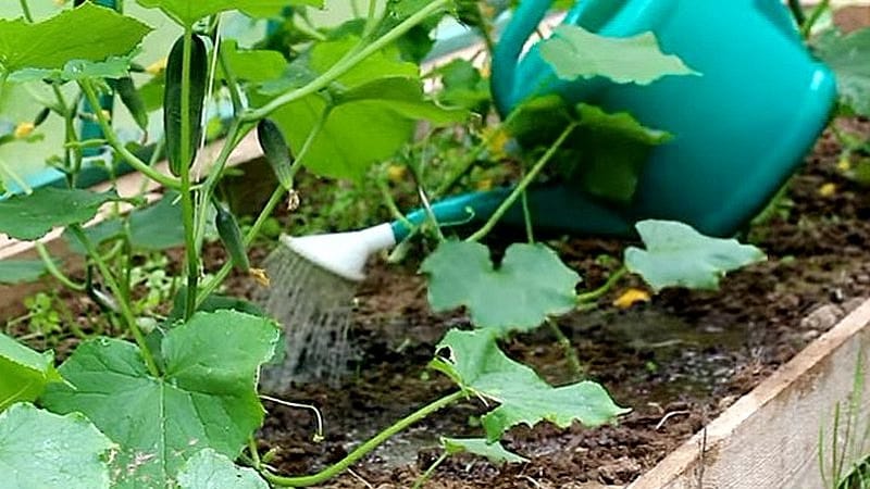 Cómo aumentar el rendimiento de pepinos en campo abierto mediante métodos sencillos pero muy eficaces.