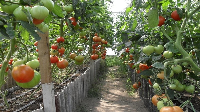 Dutch tomato Big Beef F1: kung ano ang iniisip ng mga residente ng tag-init tungkol sa Dutch hybrid at mga tip sa paglaki