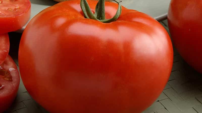 Niederländische Tomate Big Beef F1: Was Sommerbewohner über die niederländische Hybride denken und Tipps zum Anbau