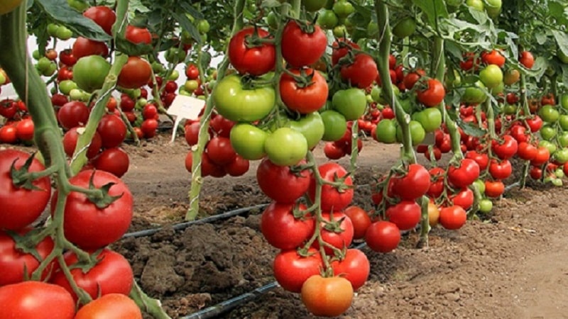 Tomate hollandaise Big Beef F1 : ce que pensent les estivants de l'hybride hollandais et conseils de culture