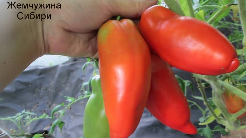 Por que o tomate Pérola da Sibéria definitivamente não irá decepcioná-lo: as vantagens e desvantagens de uma variedade que produz uma rica colheita