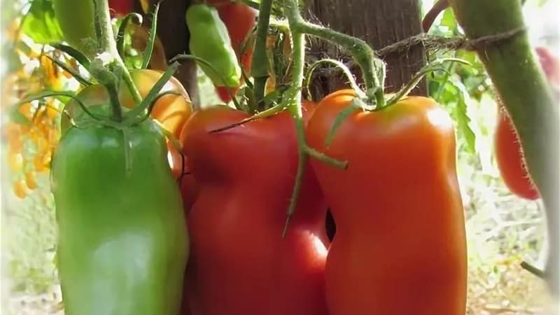 Varför Pearl of Siberia-tomaten kommer definitivt inte att göra dig besviken: fördelarna och nackdelarna med en sort som ger en rik skörd