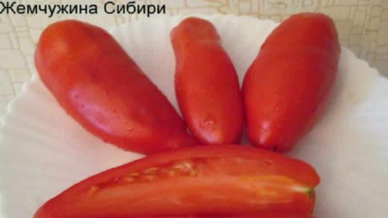 Why the Pearl of Siberia tomato will definitely not disappoint you: the advantages and disadvantages of a variety that produces a rich harvest