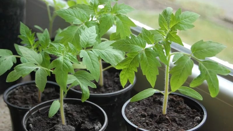 Por qué el tomate Perla de Siberia definitivamente no te decepcionará: las ventajas y desventajas de una variedad que produce una rica cosecha