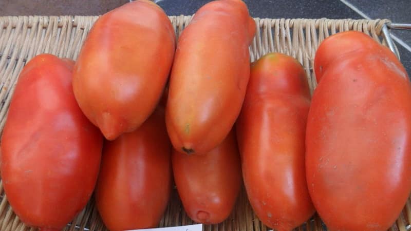 Hvorfor Pearl of Siberia-tomaten definitivt ikke vil skuffe deg: fordelene og ulempene med en variant som gir en rik høst