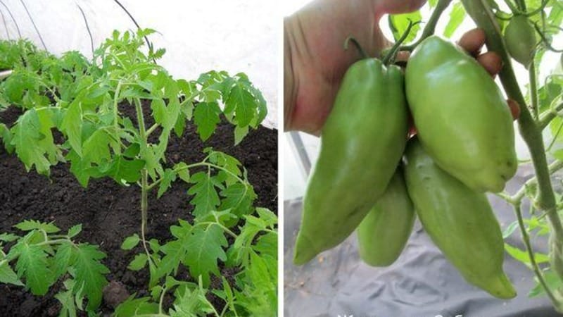 Why the Pearl of Siberia tomato will definitely not disappoint you: the advantages and disadvantages of a variety that produces a rich harvest