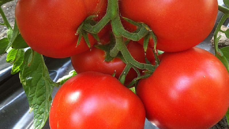 It will amaze you with its yield and taste - the Belle f1 tomato and the secrets of agricultural technology from experienced gardeners