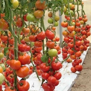 Elle vous étonnera par son rendement et son goût - la tomate Belle f1 et les secrets de la technologie agricole de jardiniers expérimentés