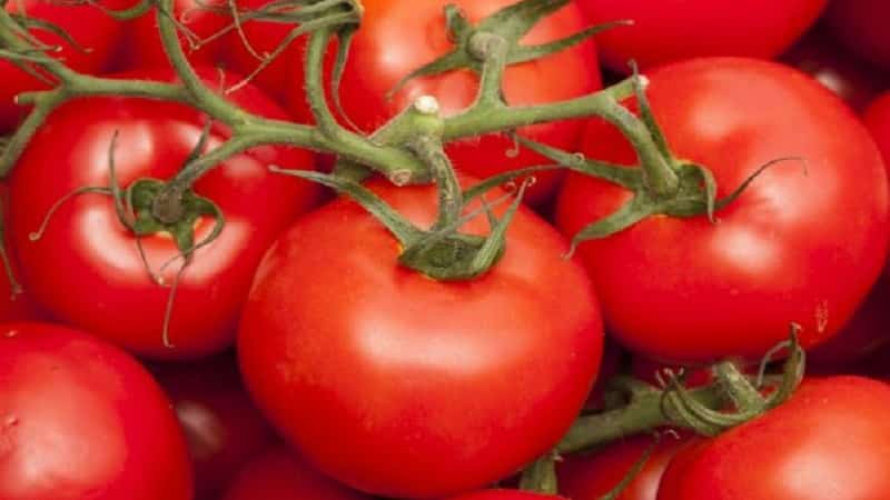 Elle vous étonnera par son rendement et son goût - la tomate Belle f1 et les secrets de la technologie agricole de jardiniers expérimentés