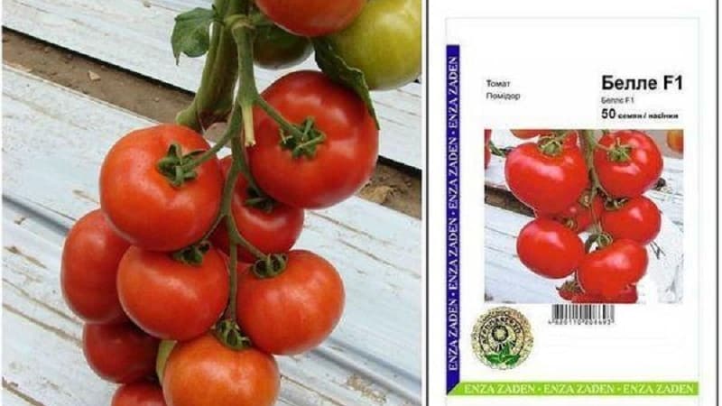 Elle vous étonnera par son rendement et son goût - la tomate Belle f1 et les secrets de la technologie agricole de jardiniers expérimentés