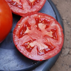 It will amaze you with its yield and taste - the Belle f1 tomato and the secrets of agricultural technology from experienced gardeners