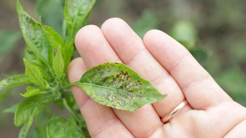 Come e con cosa combattere le malattie delle piantine di peperone