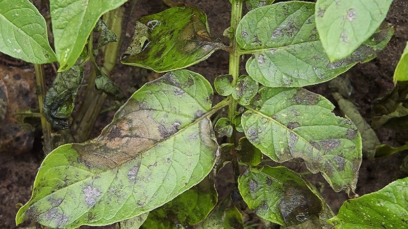 Come e con cosa combattere le malattie delle piantine di peperone