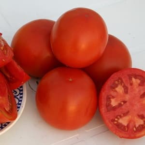 Hibrid yang sangat baik untuk tanah terbuka - Tomato Shady Lady f1: kami menanam tomato bersahaja tanpa kerumitan