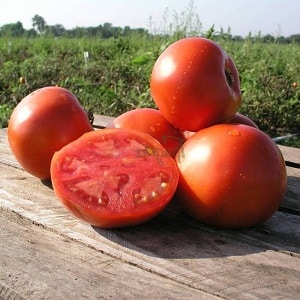 Hibrid yang sangat baik untuk tanah terbuka - Tomato Shady Lady f1: kami menanam tomato bersahaja tanpa kerumitan