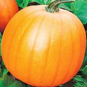 What is good about the Orange Bush pumpkin and why you should try growing it on your own plot